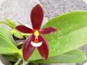 Phal. cornu-cervi forma Chattaladae